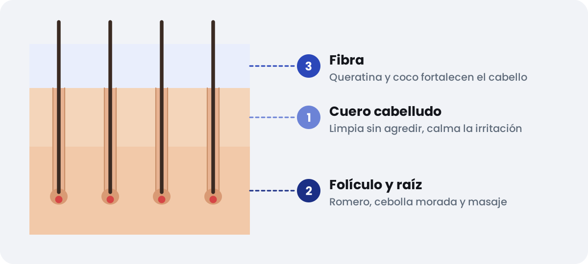 Cómo actúa EXCALVO