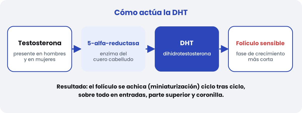 Cómo actúa la DHT